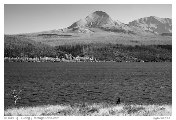 Black Bear, Saint Mary Lake. Glacier National Park (black and white)