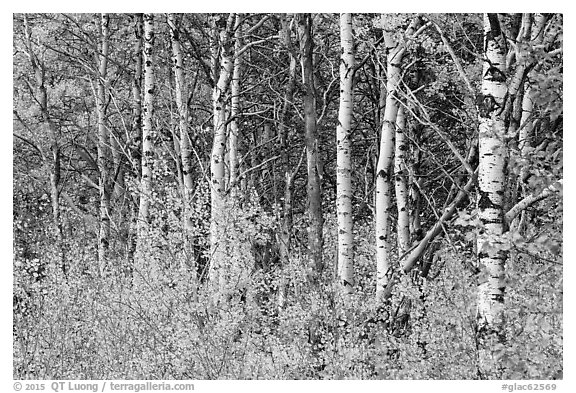 Forest in autumn, Saint Mary. Glacier National Park (black and white)