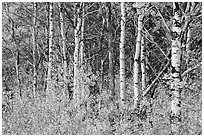 Forest in autumn, Saint Mary. Glacier National Park ( black and white)