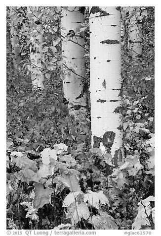 Shurbs and trunks in autumn. Glacier National Park (black and white)
