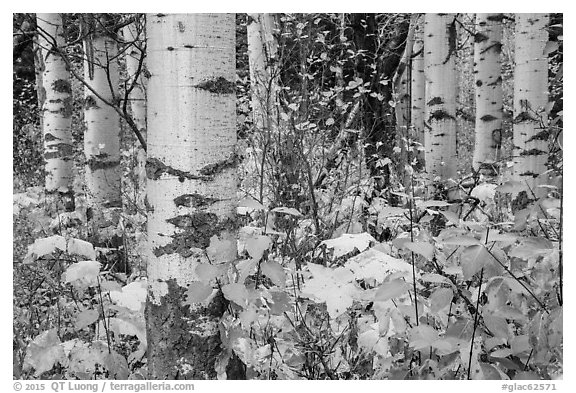 Undergrowth and aspen in autum. Glacier National Park (black and white)