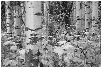 Undergrowth and aspen in autum. Glacier National Park ( black and white)
