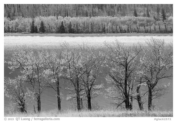 Trees in autumn foliage on both shores of Saint Mary Lake. Glacier National Park (black and white)