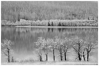 Trees in autumn foliage, burned forest, and reflections, Saint Mary Lake. Glacier National Park ( black and white)