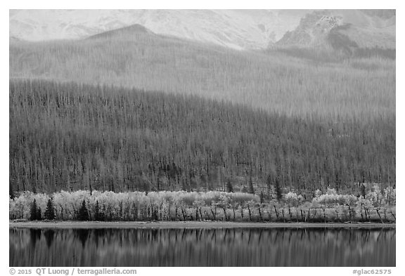 Hills with burned forest above lakeshore with autumn foliage, Saint Mary Lake. Glacier National Park (black and white)