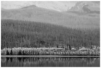 Hills with burned forest above lakeshore with autumn foliage, Saint Mary Lake. Glacier National Park ( black and white)