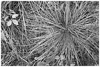 Close-up of forest floor with grasses and shrubs in autumn. Glacier National Park ( black and white)