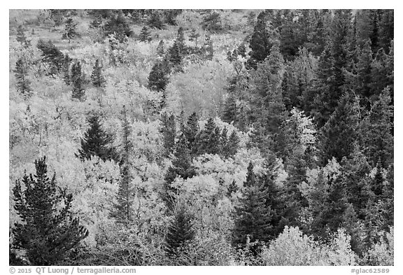 Deciduous trees and conifers in autumn. Glacier National Park (black and white)