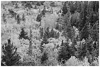 Deciduous trees and conifers in autumn. Glacier National Park ( black and white)