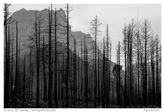 Burned forest from 2015 wildfire and peaks. Glacier National Park (black and white)