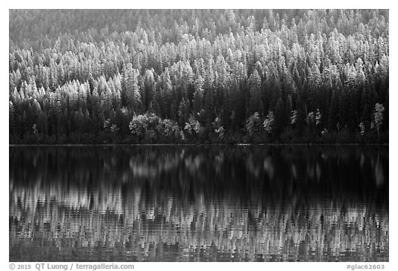 Conifer forest with autumn color accents and reflection, Bowman Lake. Glacier National Park (black and white)