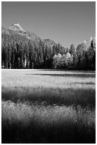 Meadow in autumn, North Fork. Glacier National Park ( black and white)