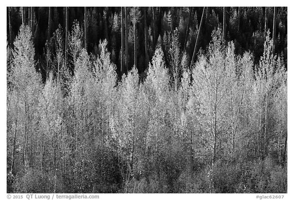 Aspen in autumn foliage, North Fork. Glacier National Park (black and white)