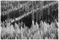 Aspen in autumn foliage and forested hillside, North Fork. Glacier National Park ( black and white)