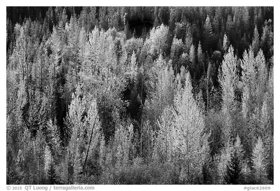Leaves of aspen in autum foliage glow in backlight, North Fork. Glacier National Park (black and white)