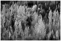 Leaves of aspen in autum foliage glow in backlight, North Fork. Glacier National Park ( black and white)