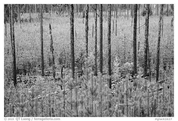 Meadow packed with tree sapplings. Glacier National Park (black and white)