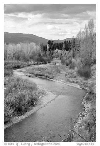 Autumn foliage along the North Fork of Flathead River. Glacier National Park (black and white)