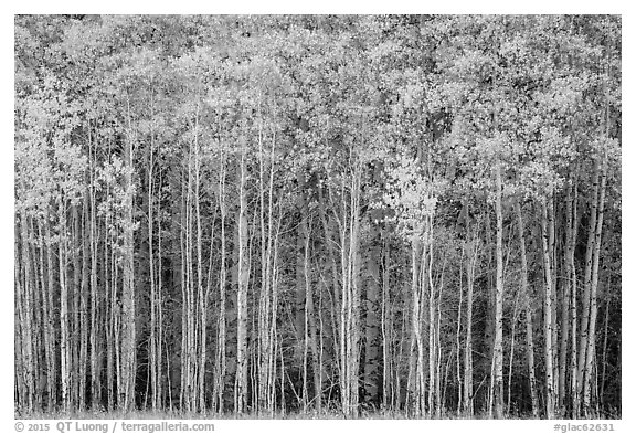 Dense aspen grove autumn, North Fork. Glacier National Park (black and white)