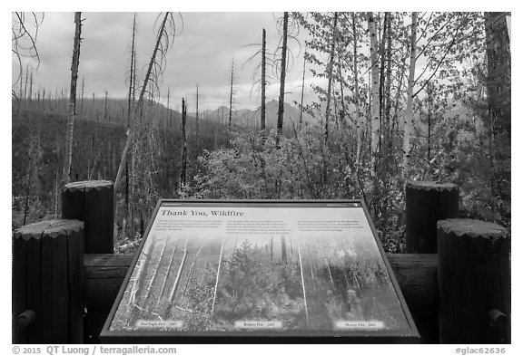 Thank you wildfire interpretive sign. Glacier National Park (black and white)