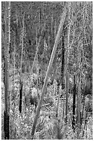 Burned trees and new growth in autumn. Glacier National Park ( black and white)