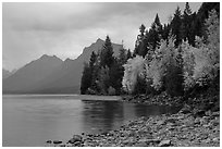 Trees in autumn color and Lake McDonald. Glacier National Park ( black and white)