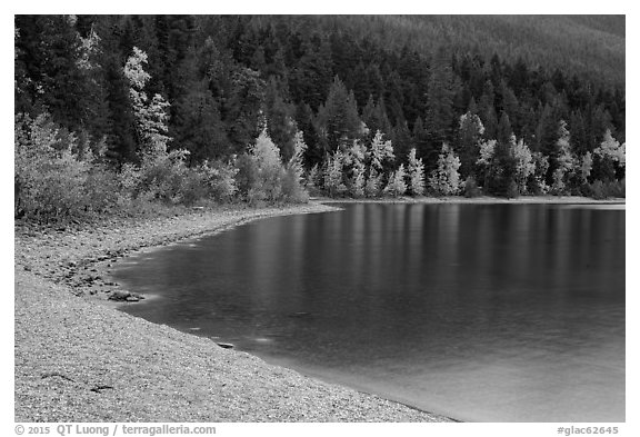 Gravel beach and trees in autun foliage, Lake McDonald. Glacier National Park (black and white)