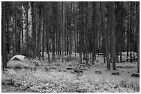Apgar Campground in autumn. Glacier National Park ( black and white)