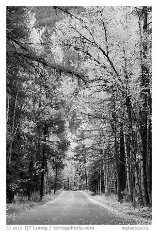 Road below canopy of tall trees in autumn, Apgar. Glacier National Park (black and white)