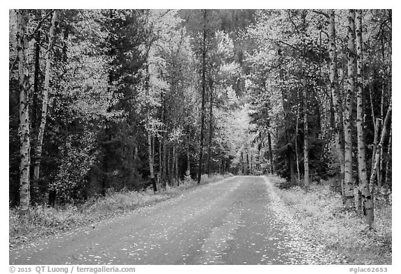 Road surrounded by fall foliage in autumn. Glacier National Park (black and white)