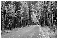 Road surrounded by fall foliage in autumn. Glacier National Park ( black and white)