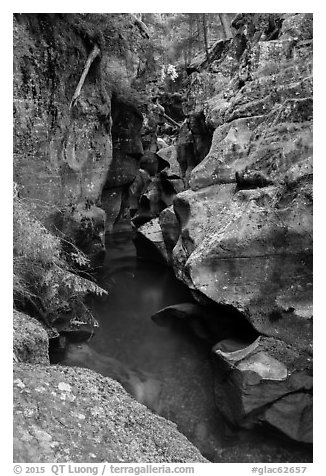 Avalanche gorge in the fall. Glacier National Park (black and white)