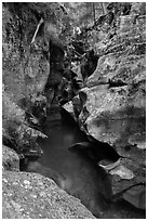 Avalanche gorge in the fall. Glacier National Park ( black and white)