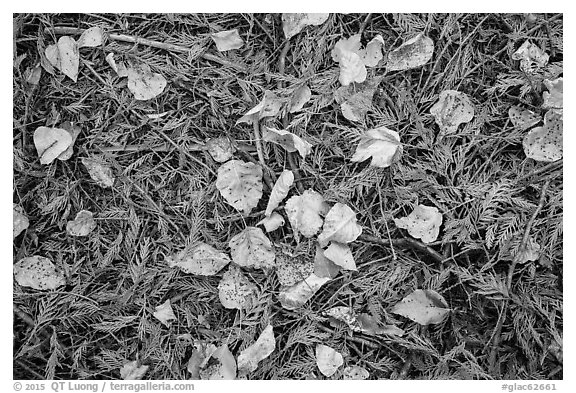 Close-up of forest floor with fallen leaves in autumn. Glacier National Park (black and white)