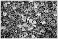 Close-up of forest floor with fallen leaves in autumn. Glacier National Park ( black and white)