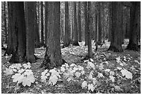 Old-growth forest with large leaves on floor in autumn. Glacier National Park ( black and white)