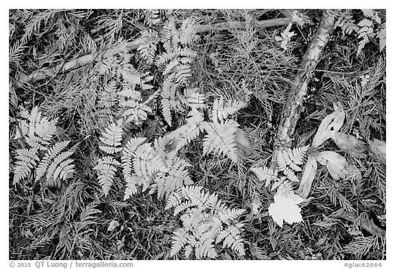 Close-up of ferns and fallen leaves in autumn. Glacier National Park (black and white)