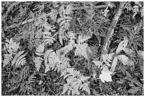 Close-up of ferns and fallen leaves in autumn. Glacier National Park ( black and white)