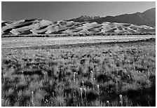 Wildflowers, grass prairie and dunes. Great Sand Dunes National Park, Colorado, USA. (black and white)