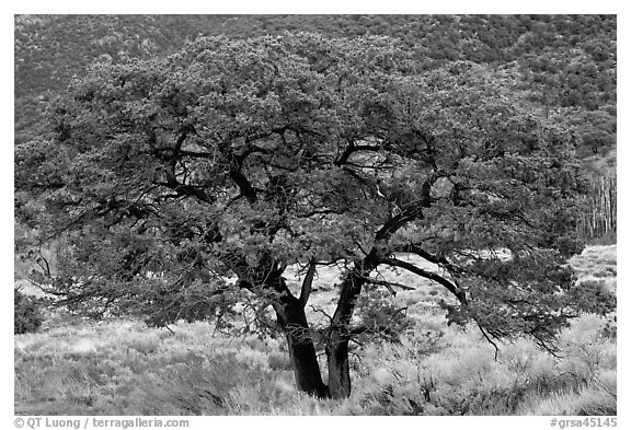 Pinyon pine tree. Great Sand Dunes National Park and Preserve (black and white)