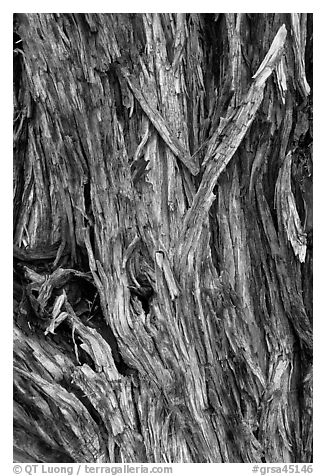 Bark detail of Pinyon pine trunk. Great Sand Dunes National Park and Preserve (black and white)