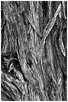 Bark detail of Pinyon pine trunk. Great Sand Dunes National Park and Preserve ( black and white)