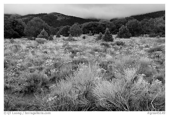 Sagebrush in bloom and pinyon pine forest. Great Sand Dunes National Park and Preserve (black and white)