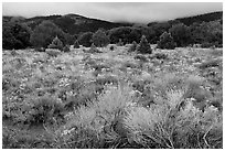 Sagebrush in bloom and pinyon pine forest. Great Sand Dunes National Park and Preserve ( black and white)