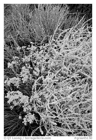 Closeup of shrubs. Great Sand Dunes National Park and Preserve (black and white)