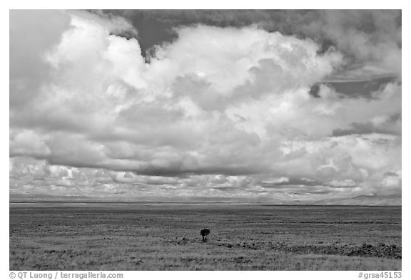 Solitary tree on prairie below cloud. Great Sand Dunes National Park and Preserve (black and white)