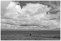 Solitary tree on prairie below cloud. Great Sand Dunes National Park, Colorado, USA. (black and white)