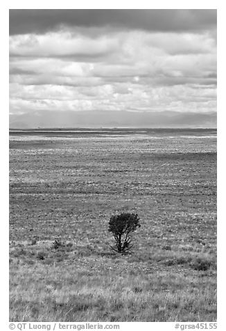 Lone tree and flatland. Great Sand Dunes National Park and Preserve (black and white)