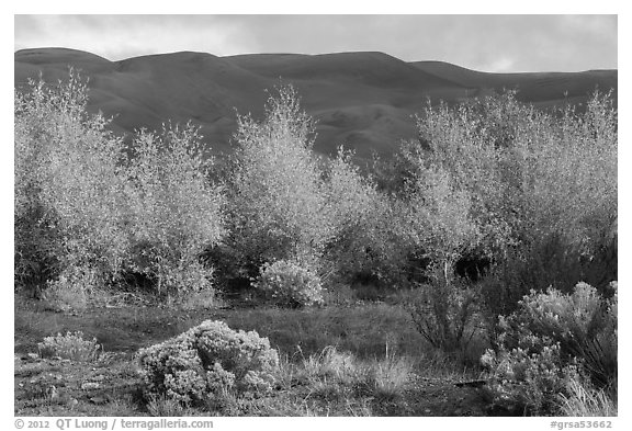Cottonwoods in fall foliage and dark dunes. Great Sand Dunes National Park and Preserve (black and white)