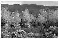 Cottonwoods in fall foliage and dark dunes. Great Sand Dunes National Park, Colorado, USA. (black and white)
